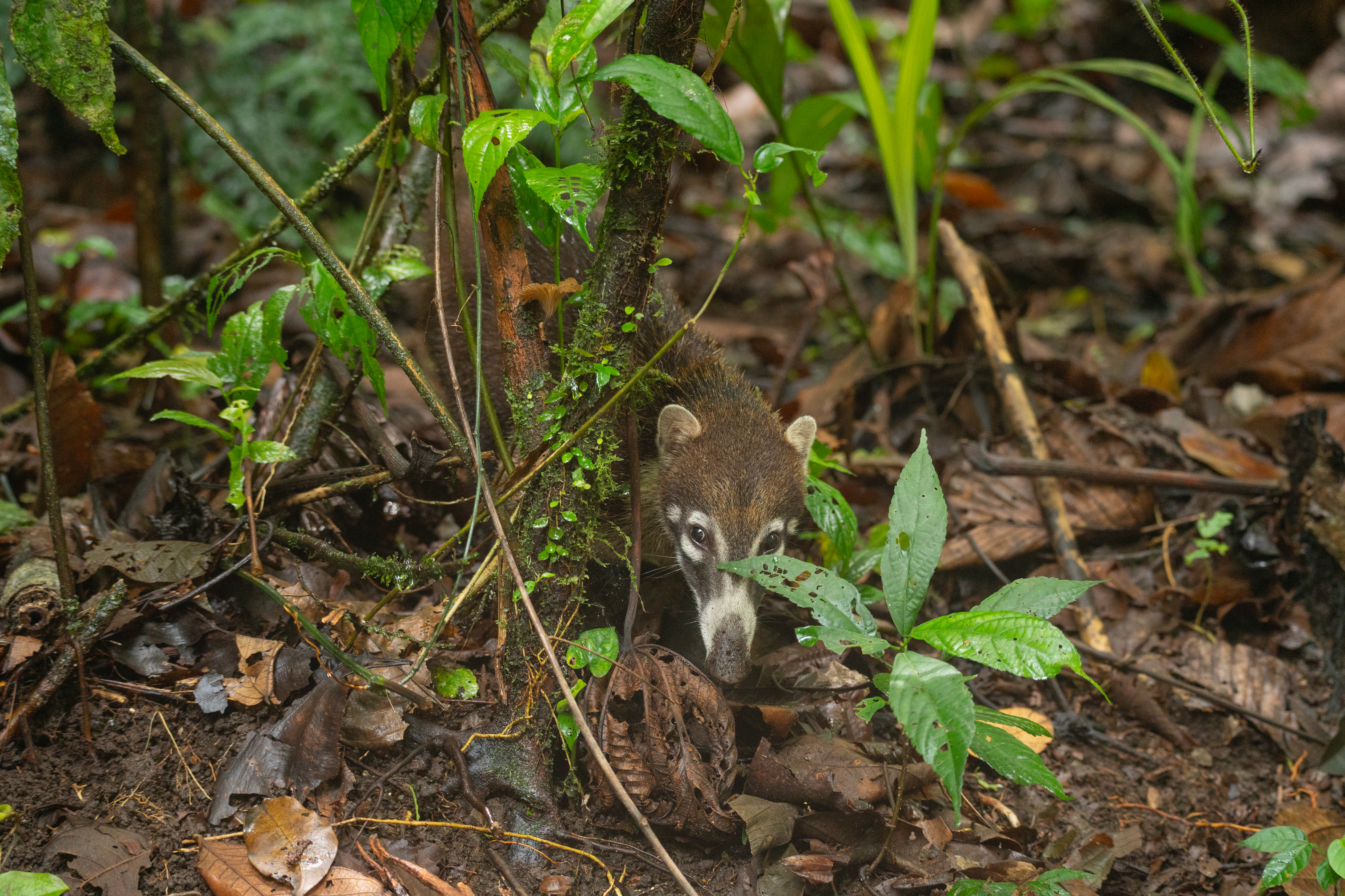 A Coati, native to Central America and in the raccoon family