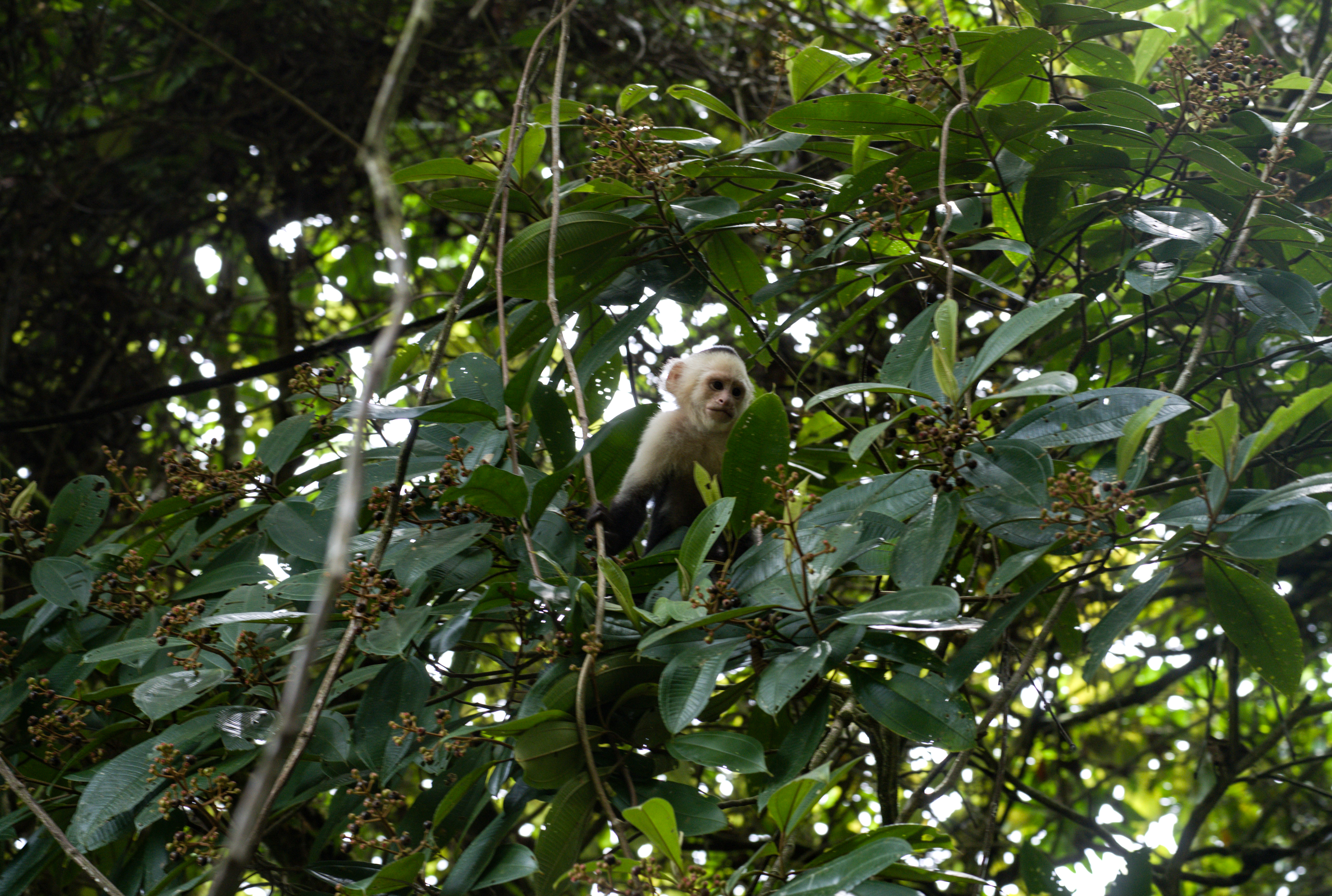 Capuchin Monkey