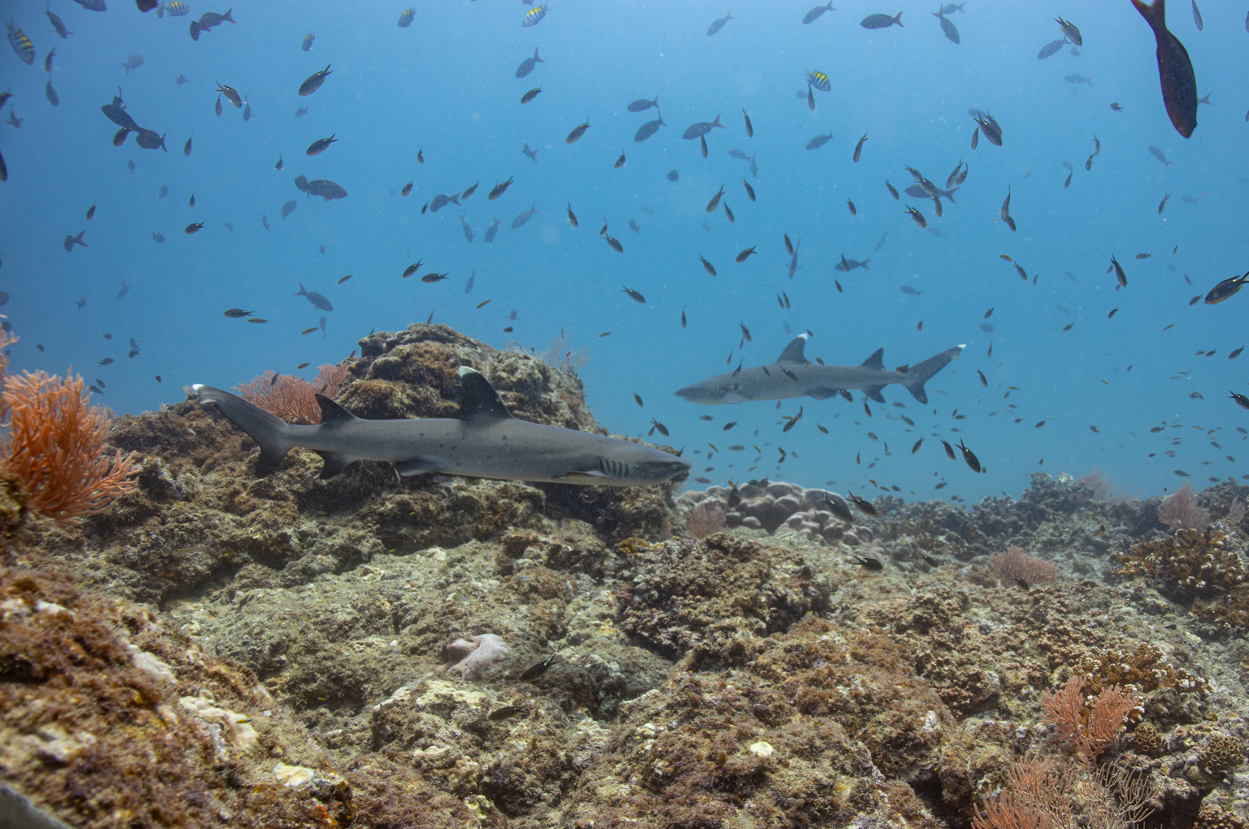 two whitetip sharks cruising in front of the camera
