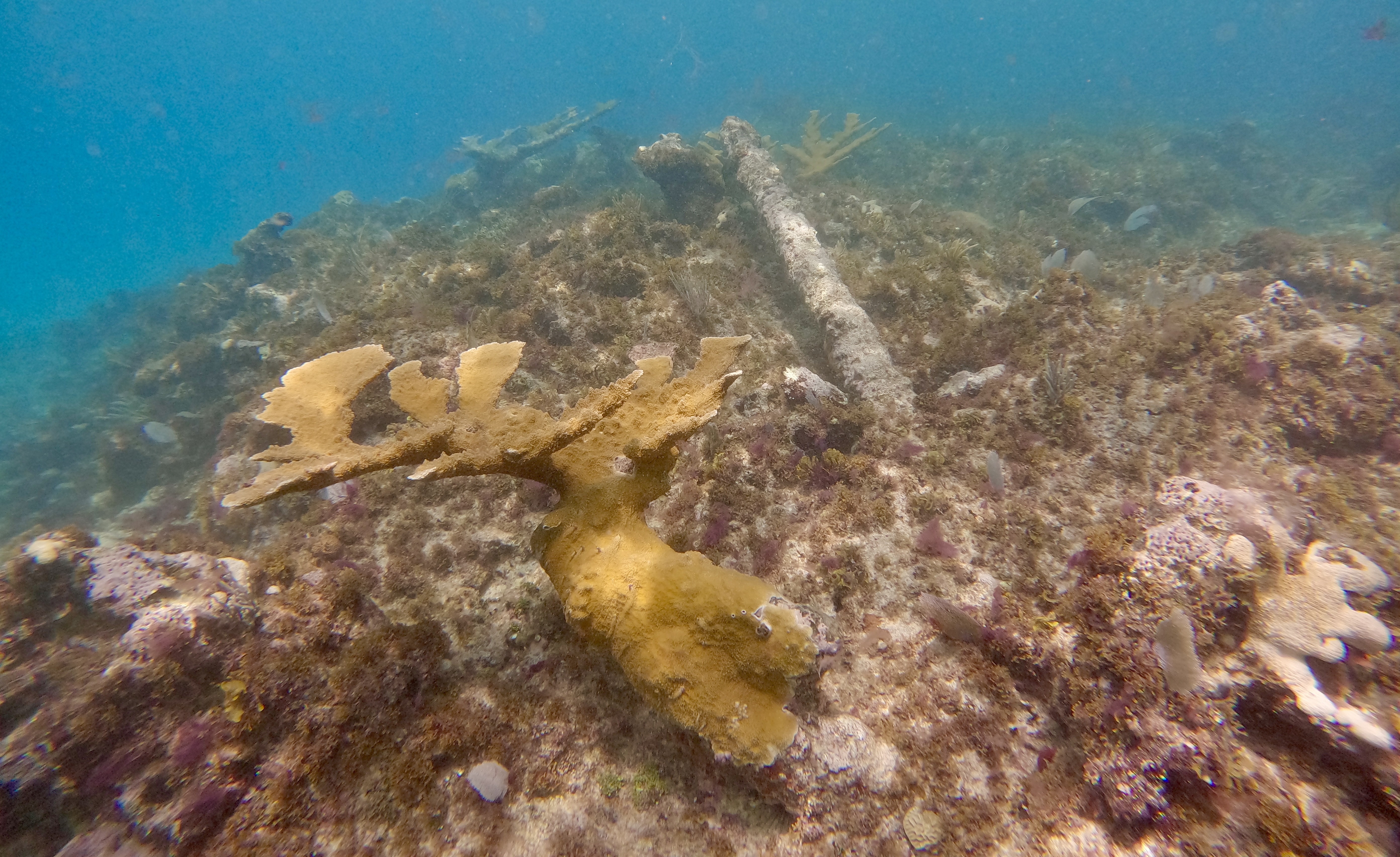 Acropora palmata growing on fluke of 16th century anchor