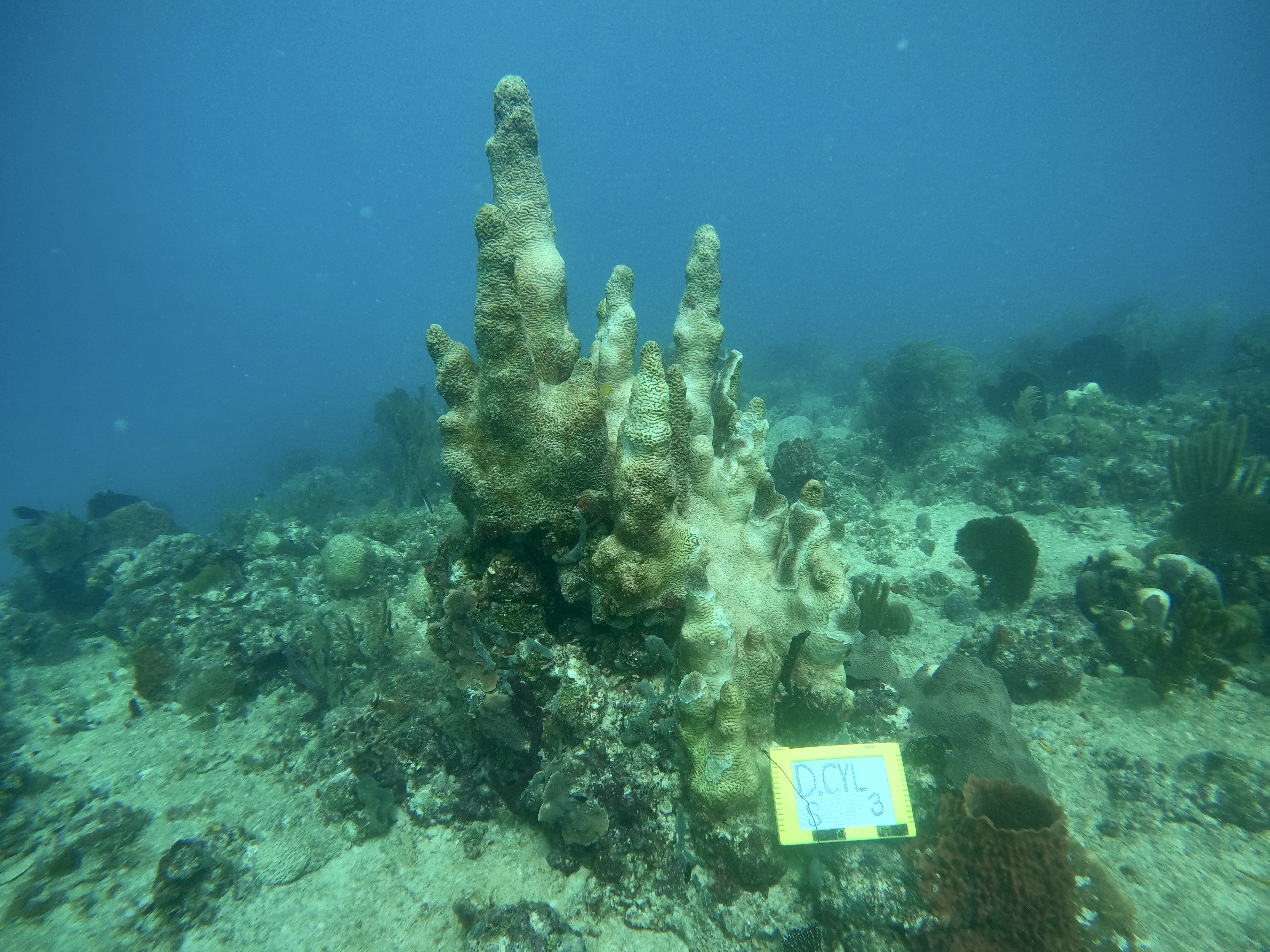 D.cyl colony #3 with active SCTLD