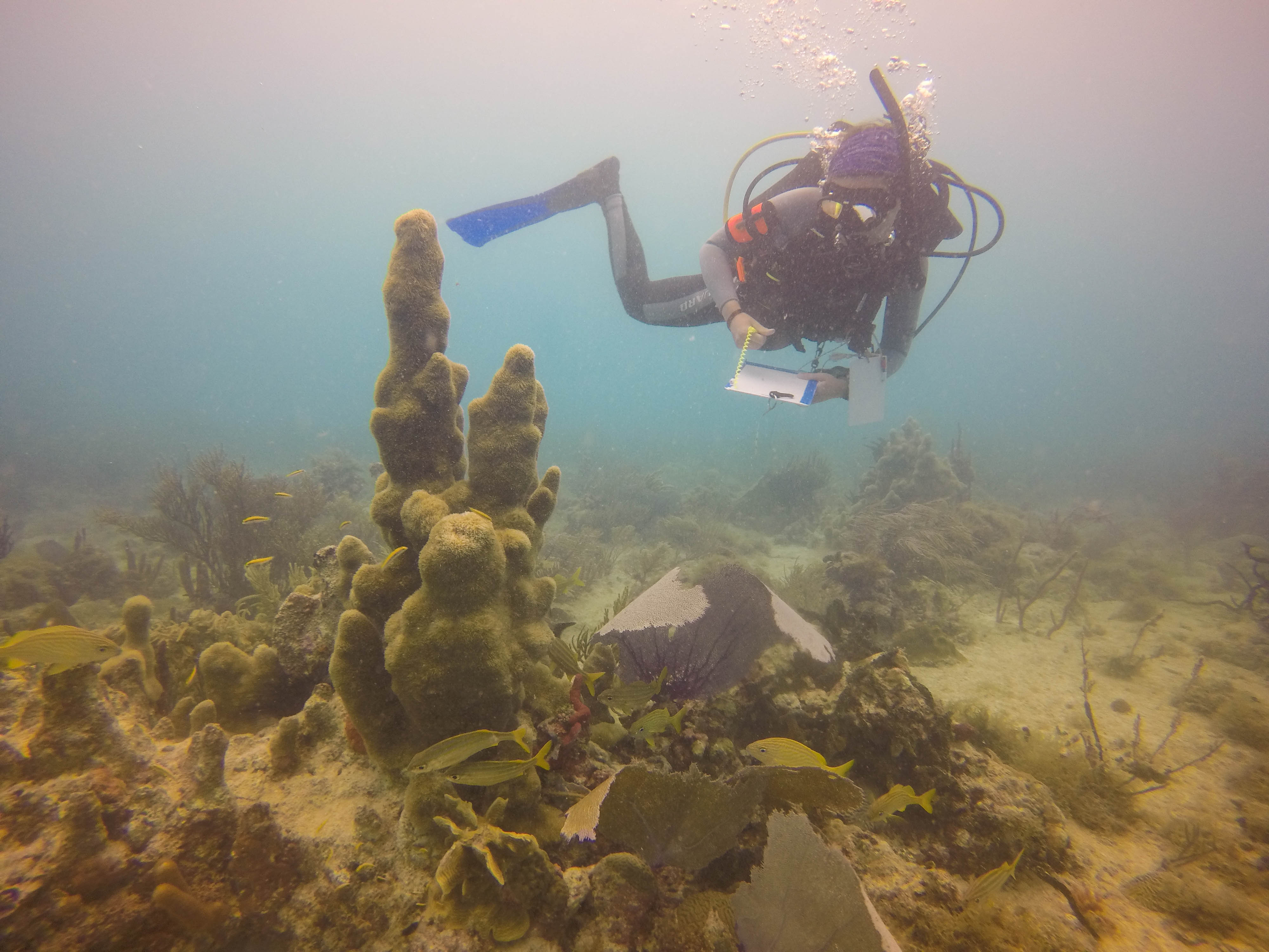 Myself conducting rapid health assessment of D.cyl colony