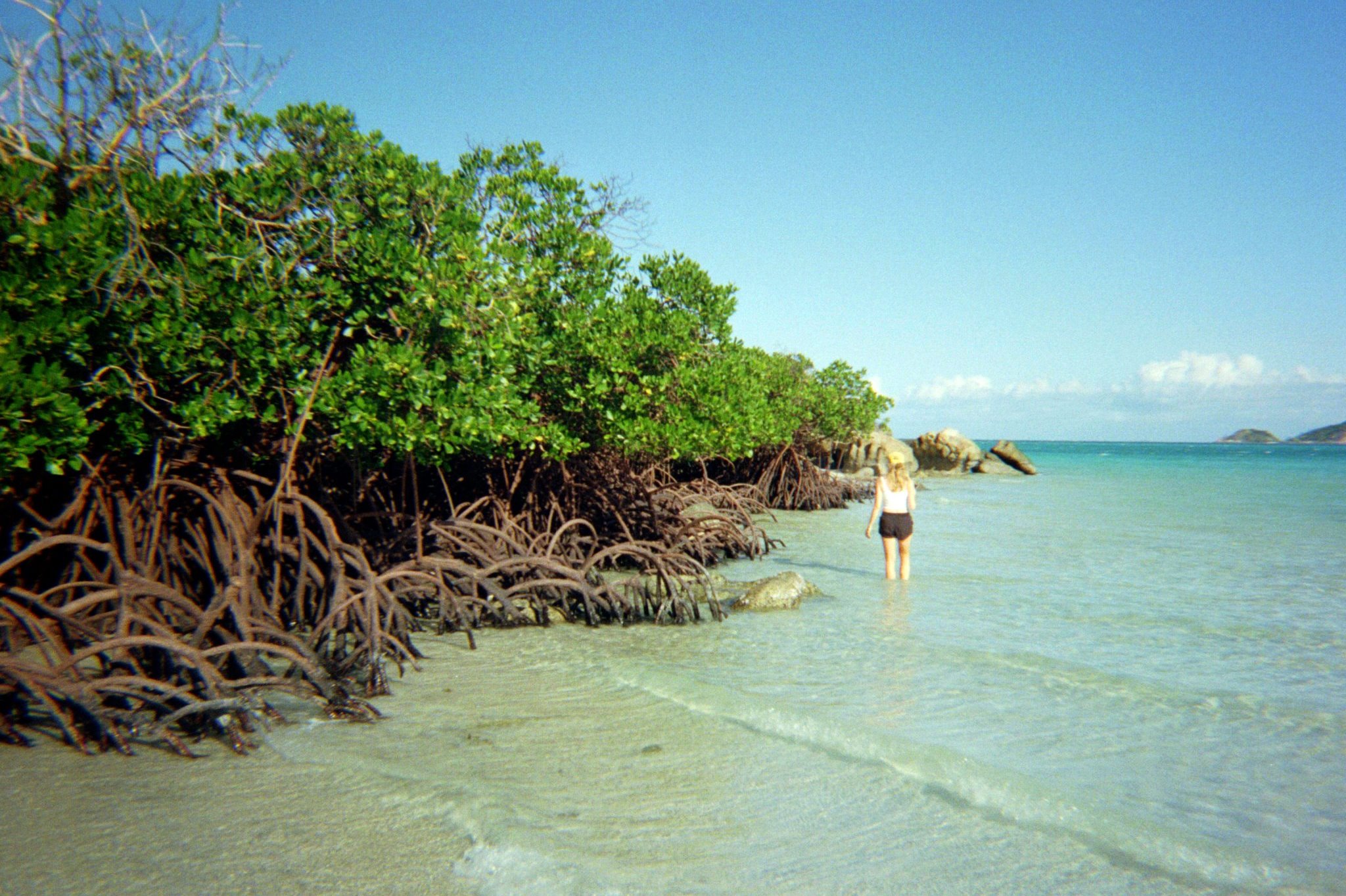 Mangroves on Lizard