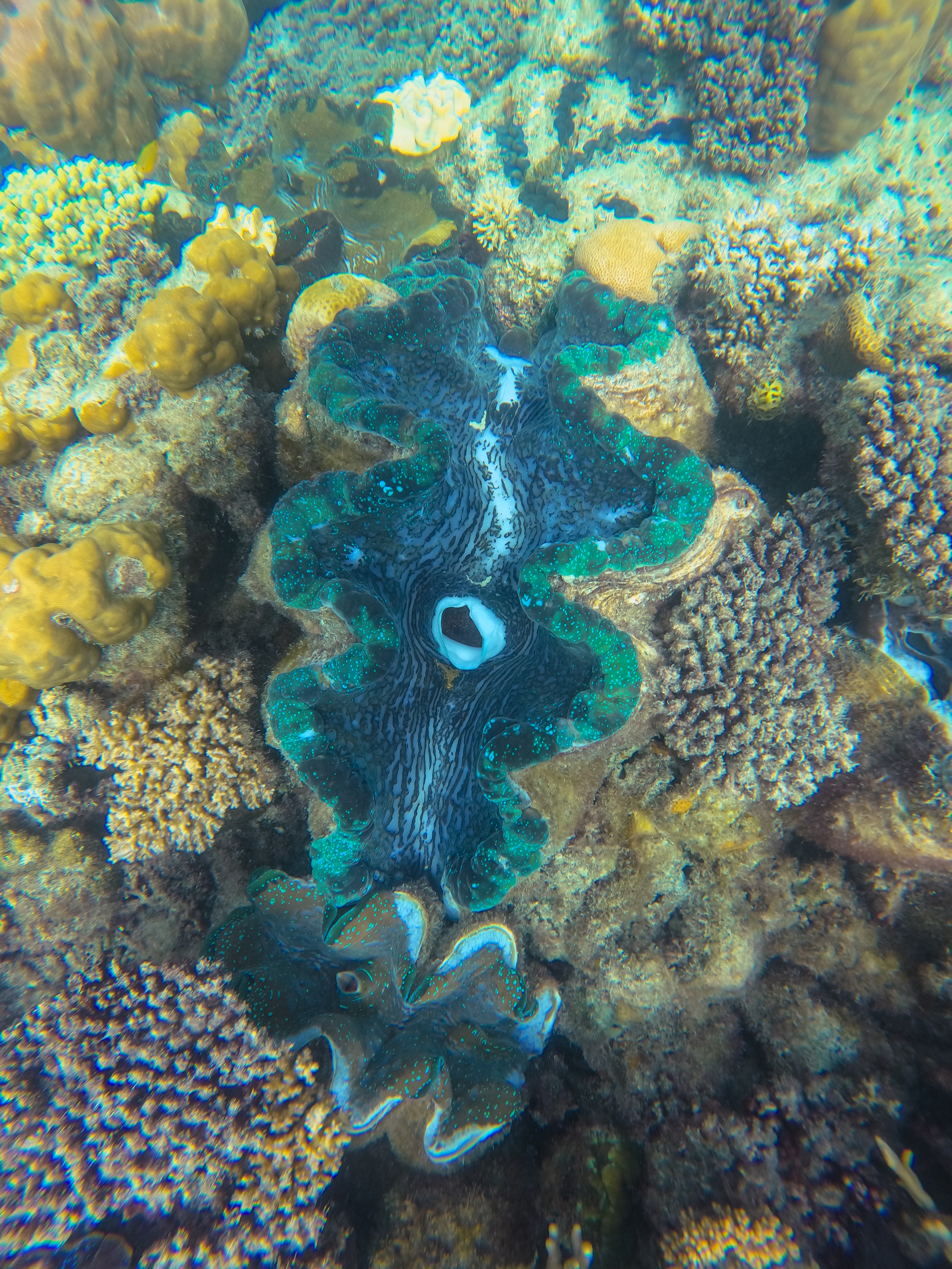 Giant Clam