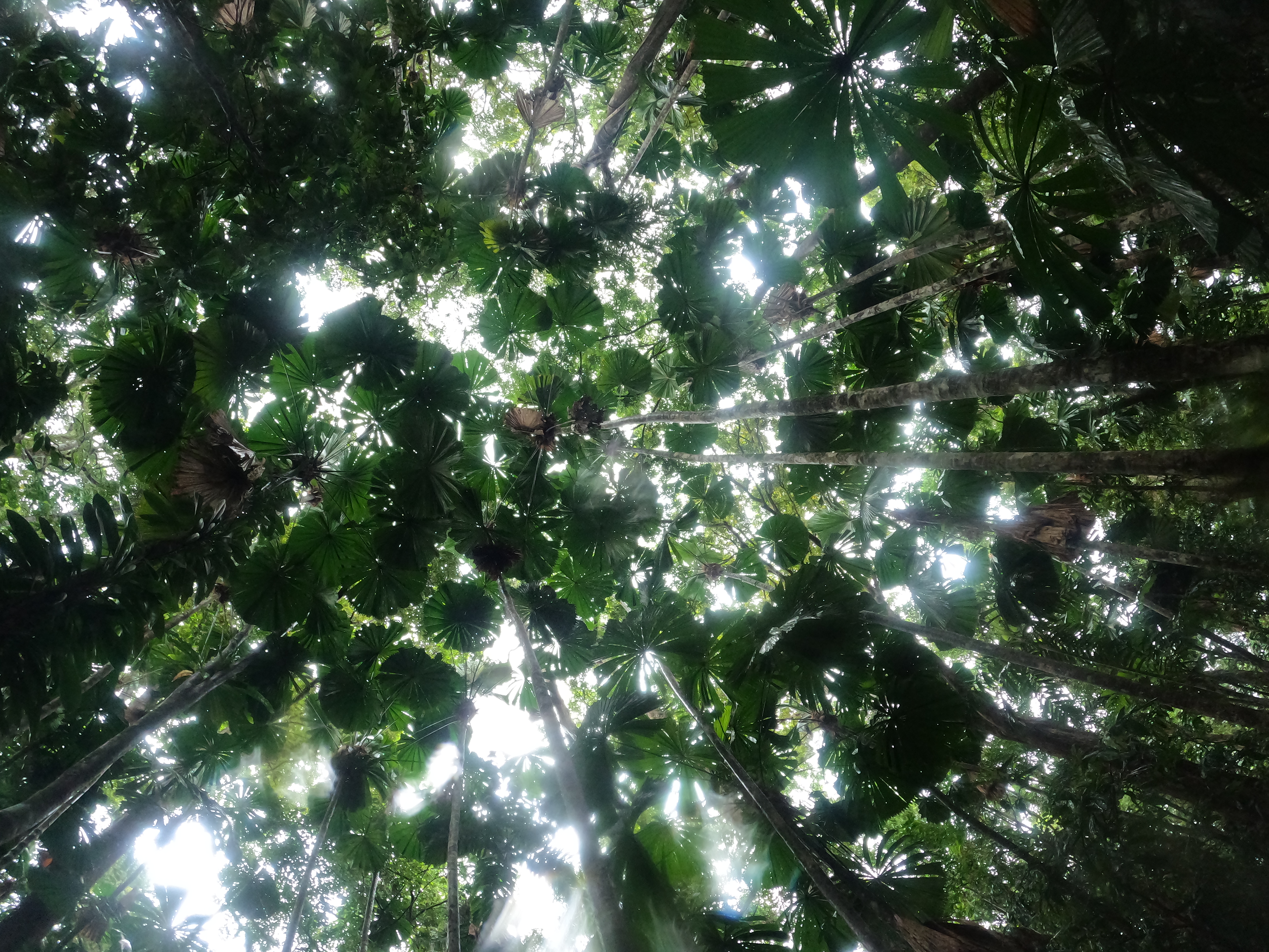 fan palms