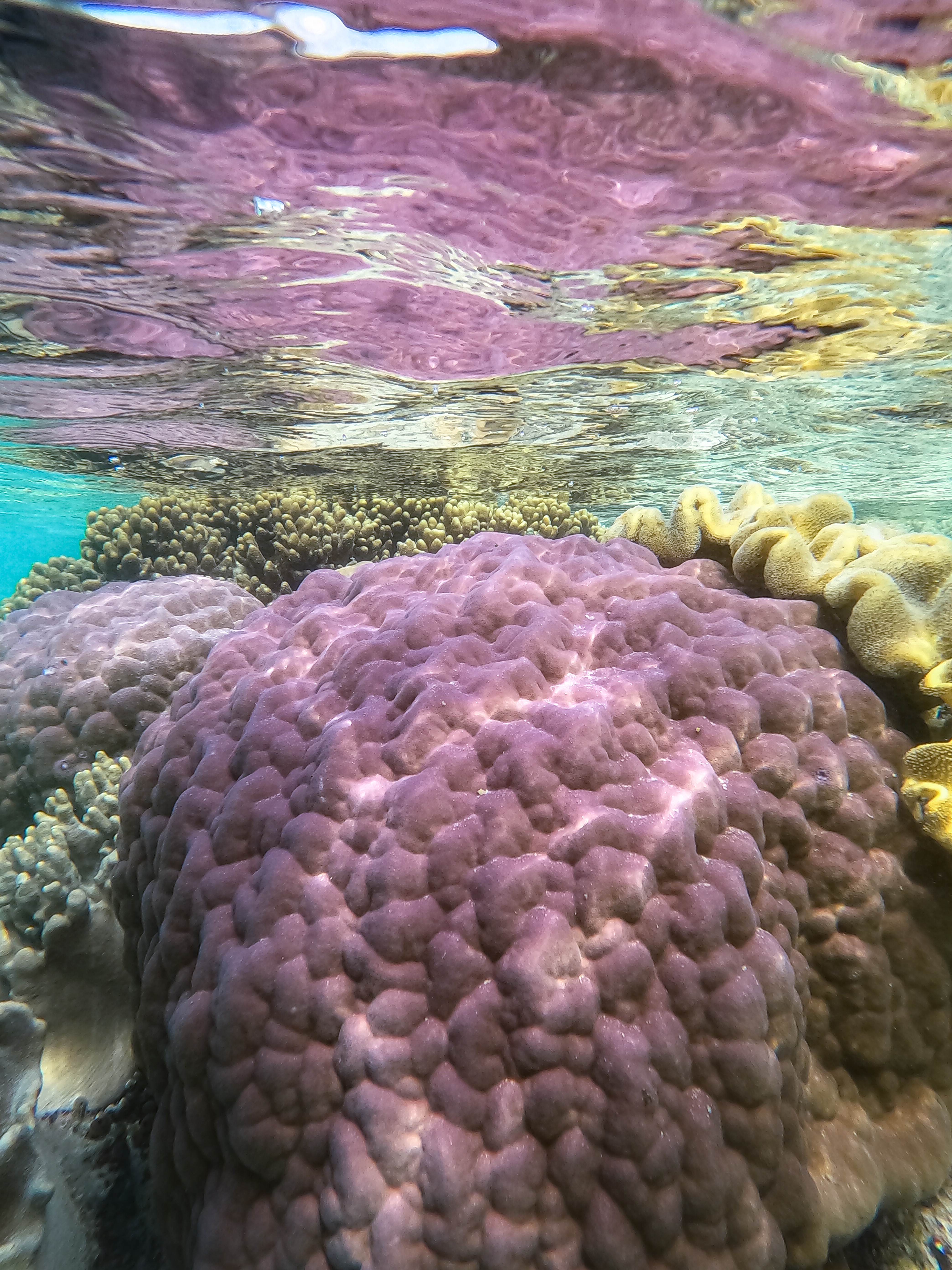 Coral at low tide