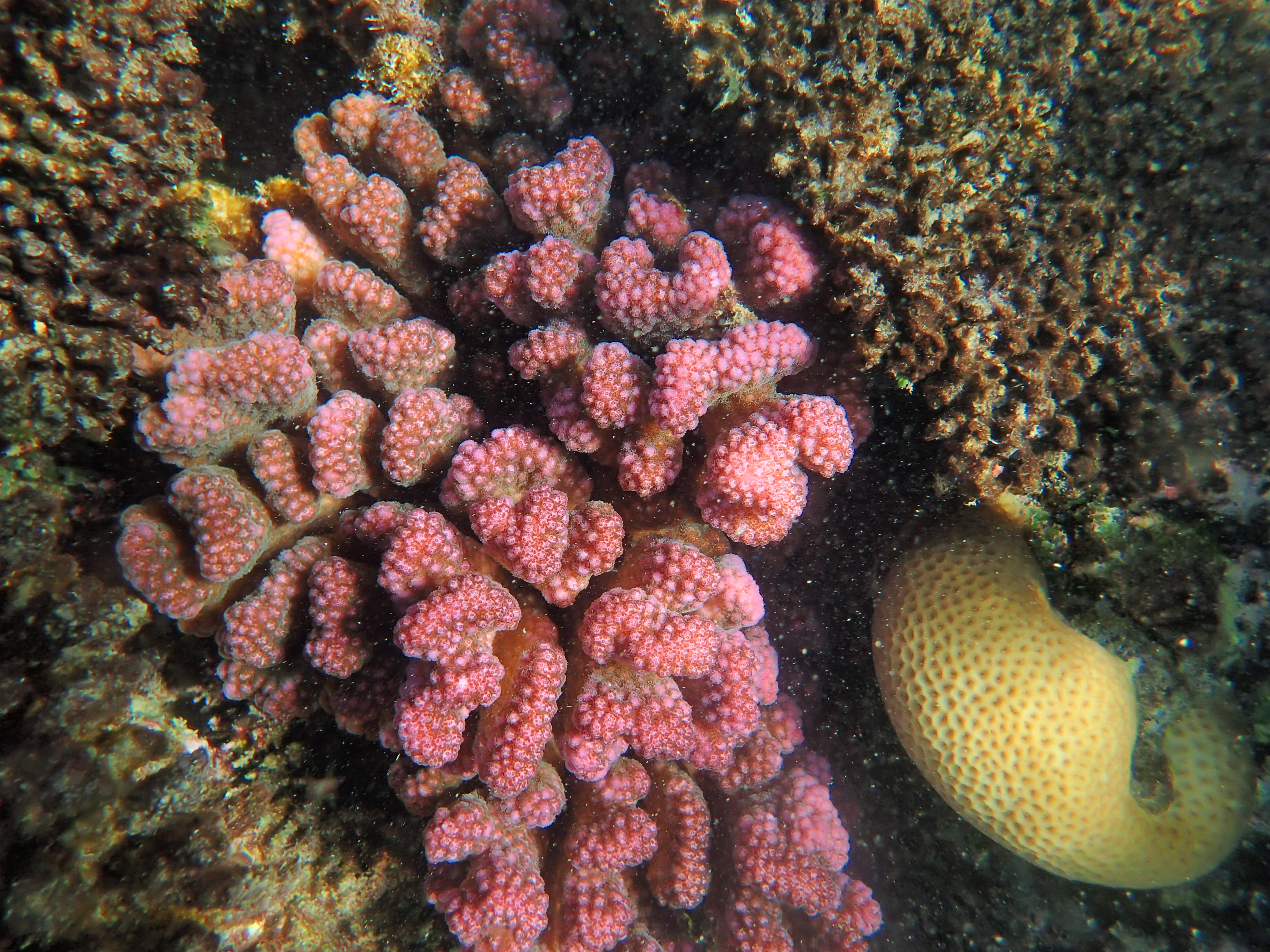 Pocillopora sp.