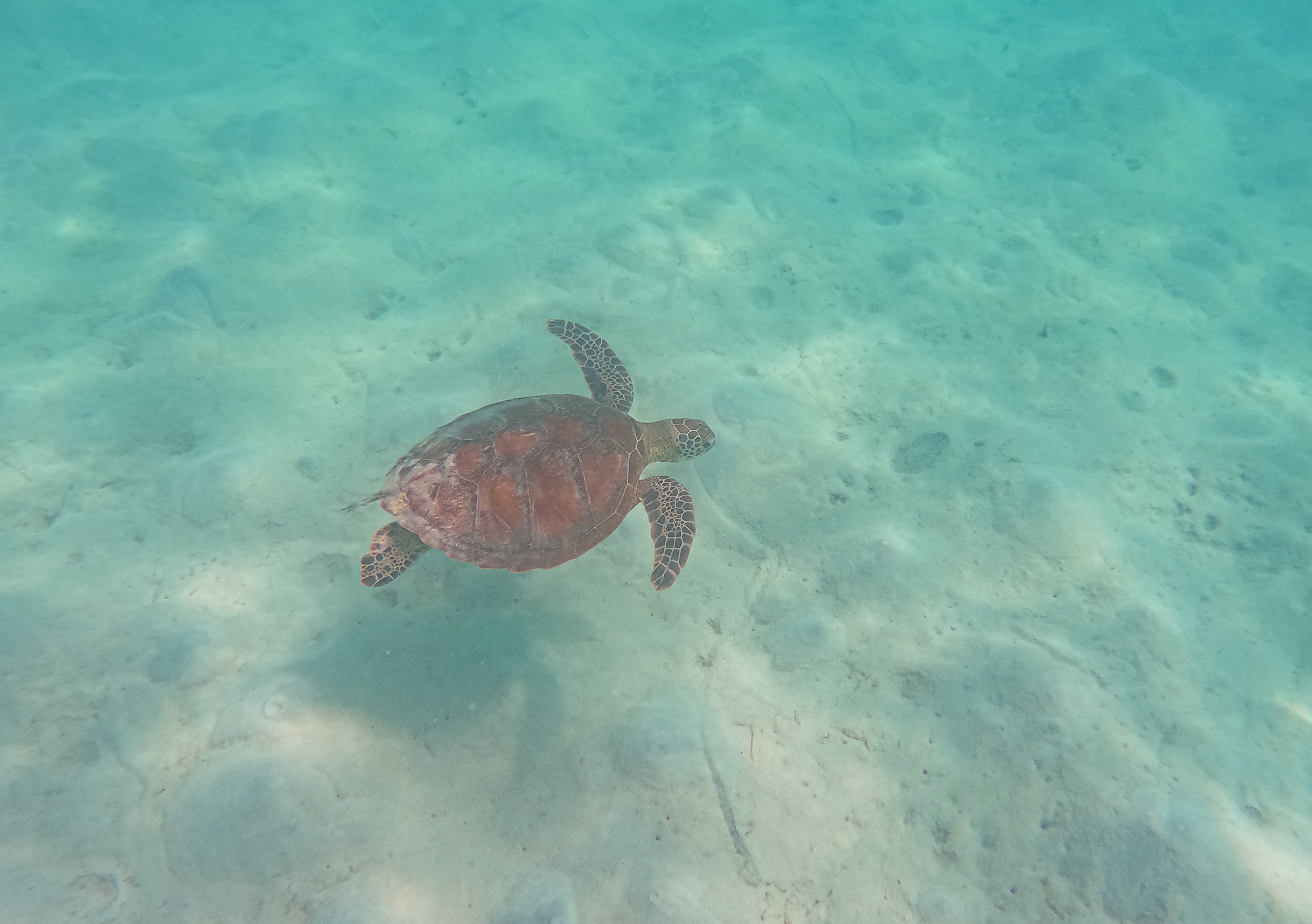 A turtle at Clam Gardens